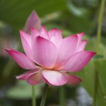 A beautiful lotus flower