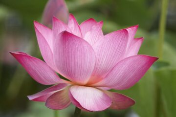 A beautiful lotus flower